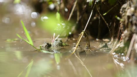 four-yellow-bellied-toads-in-a-pond,-Verdun,-France.